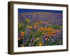 Poppies and Lupine, Los Angeles County, California, USA-Art Wolfe-Framed Premium Photographic Print