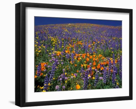 Poppies and Lupine, Los Angeles County, California, USA-Art Wolfe-Framed Premium Photographic Print