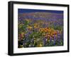 Poppies and Lupine, Los Angeles County, California, USA-Art Wolfe-Framed Premium Photographic Print