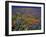 Poppies and Lupine, Los Angeles County, California, USA-Art Wolfe-Framed Premium Photographic Print