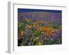 Poppies and Lupine, Los Angeles County, California, USA-Art Wolfe-Framed Premium Photographic Print