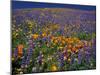 Poppies and Lupine, Los Angeles County, California, USA-Art Wolfe-Mounted Premium Photographic Print