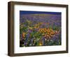 Poppies and Lupine, Los Angeles County, California, USA-Art Wolfe-Framed Photographic Print