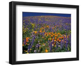 Poppies and Lupine, Los Angeles County, California, USA-Art Wolfe-Framed Photographic Print