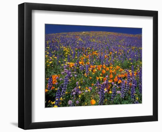 Poppies and Lupine, Los Angeles County, California, USA-Art Wolfe-Framed Photographic Print