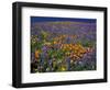 Poppies and Lupine, Los Angeles County, California, USA-Art Wolfe-Framed Photographic Print