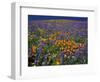 Poppies and Lupine, Los Angeles County, California, USA-Art Wolfe-Framed Photographic Print