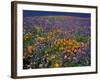 Poppies and Lupine, Los Angeles County, California, USA-Art Wolfe-Framed Photographic Print