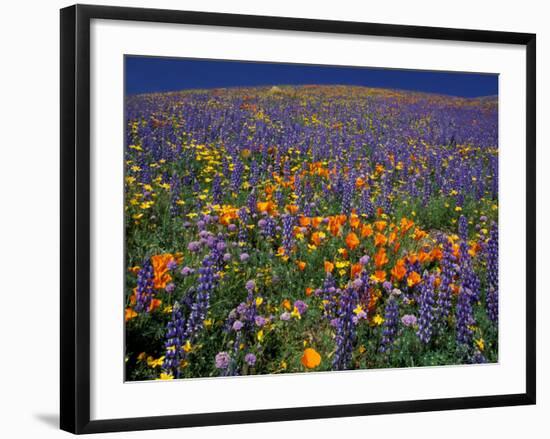 Poppies and Lupine, Los Angeles County, California, USA-Art Wolfe-Framed Photographic Print