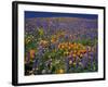 Poppies and Lupine, Los Angeles County, California, USA-Art Wolfe-Framed Photographic Print