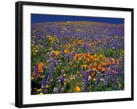 Poppies and Lupine, Los Angeles County, California, USA-Art Wolfe-Framed Photographic Print