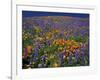 Poppies and Lupine, Los Angeles County, California, USA-Art Wolfe-Framed Photographic Print