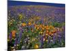 Poppies and Lupine, Los Angeles County, California, USA-Art Wolfe-Mounted Photographic Print