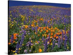 Poppies and Lupine, Los Angeles County, California, USA-Art Wolfe-Stretched Canvas