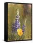 Poppies and Lupine-Trevor V. Swanson-Framed Stretched Canvas