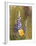 Poppies and Lupine-Trevor V. Swanson-Framed Giclee Print