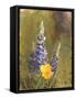 Poppies and Lupine-Trevor V. Swanson-Framed Stretched Canvas