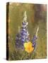 Poppies and Lupine-Trevor V. Swanson-Stretched Canvas