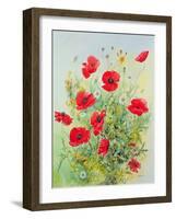 Poppies and Mayweed-John Gubbins-Framed Giclee Print