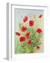 Poppies and Mayweed-John Gubbins-Framed Giclee Print