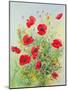 Poppies and Mayweed-John Gubbins-Mounted Giclee Print