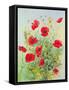 Poppies and Mayweed-John Gubbins-Framed Stretched Canvas