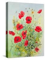 Poppies and Mayweed-John Gubbins-Stretched Canvas