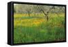 Poppies and Other Wild Flowers Uk-Peter Adams-Framed Stretched Canvas