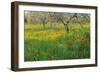 Poppies and Other Wild Flowers Uk-Peter Adams-Framed Photographic Print