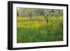 Poppies and Other Wild Flowers Uk-Peter Adams-Framed Photographic Print