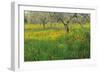 Poppies and Other Wild Flowers Uk-Peter Adams-Framed Photographic Print