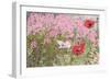 Poppies and Phlox-Linda Benton-Framed Giclee Print