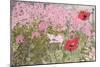 Poppies and Phlox-Linda Benton-Mounted Giclee Print