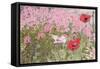 Poppies and Phlox-Linda Benton-Framed Stretched Canvas