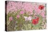 Poppies and Phlox-Linda Benton-Stretched Canvas