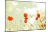 Poppies and Sky-Aledanda-Mounted Photographic Print