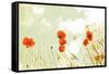 Poppies and Sky-Aledanda-Framed Stretched Canvas