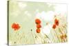 Poppies and Sky-Aledanda-Stretched Canvas