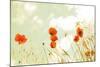 Poppies and Sky-Aledanda-Mounted Photographic Print
