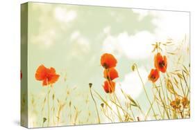 Poppies and Sky-Aledanda-Stretched Canvas