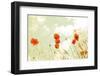 Poppies and Sky-Aledanda-Framed Photographic Print