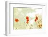 Poppies and Sky-Aledanda-Framed Photographic Print