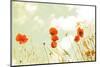 Poppies and Sky-Aledanda-Mounted Photographic Print