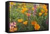 Poppies and Toadflax-DLILLC-Framed Stretched Canvas