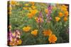 Poppies and Toadflax-DLILLC-Stretched Canvas