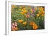 Poppies and Toadflax-DLILLC-Framed Photographic Print
