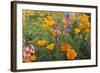 Poppies and Toadflax-DLILLC-Framed Photographic Print