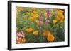 Poppies and Toadflax-DLILLC-Framed Photographic Print