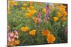 Poppies and Toadflax-DLILLC-Mounted Photographic Print