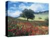 Poppies and Tree, Andalucia, Spain-Peter Adams-Stretched Canvas